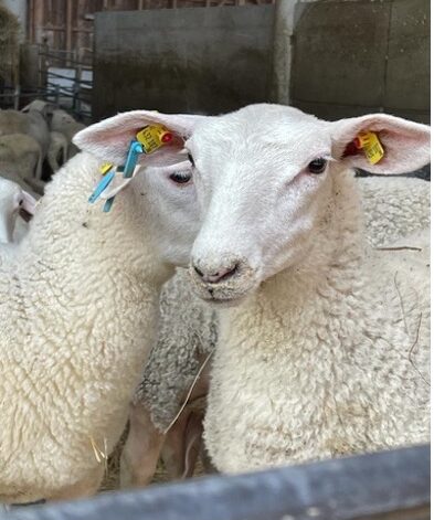 Organic Sheep Farm Hautzinger