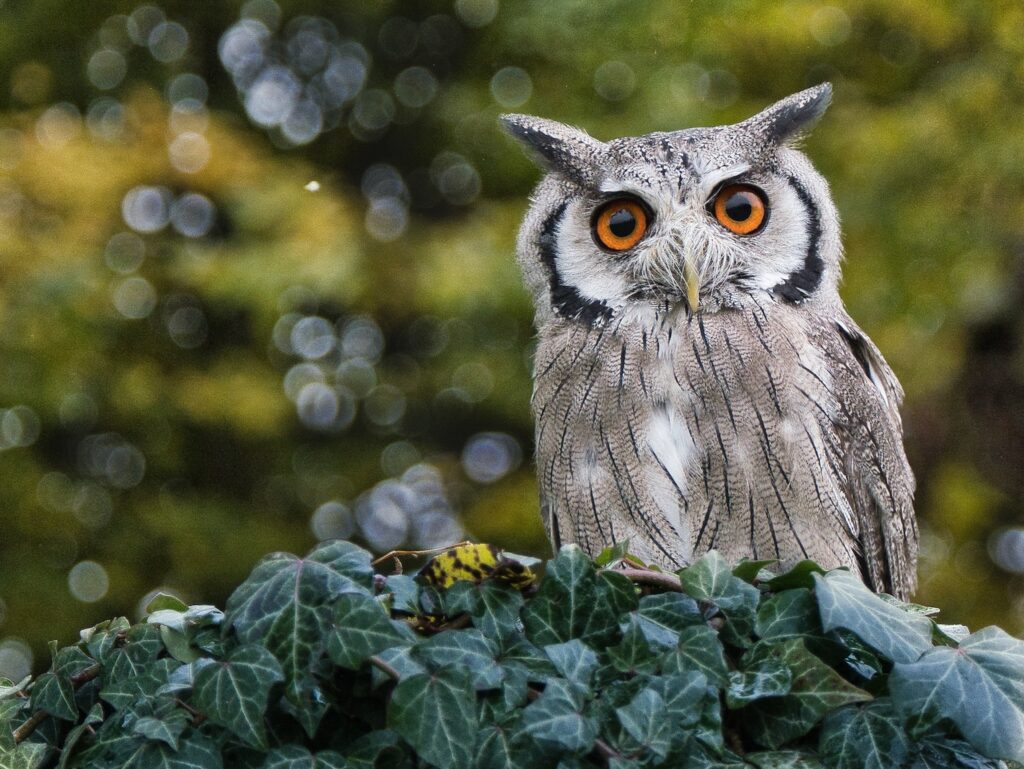 Bild einer Eule im Wald, um das OWL - Online Writing Lab zu versinnbildlichen.