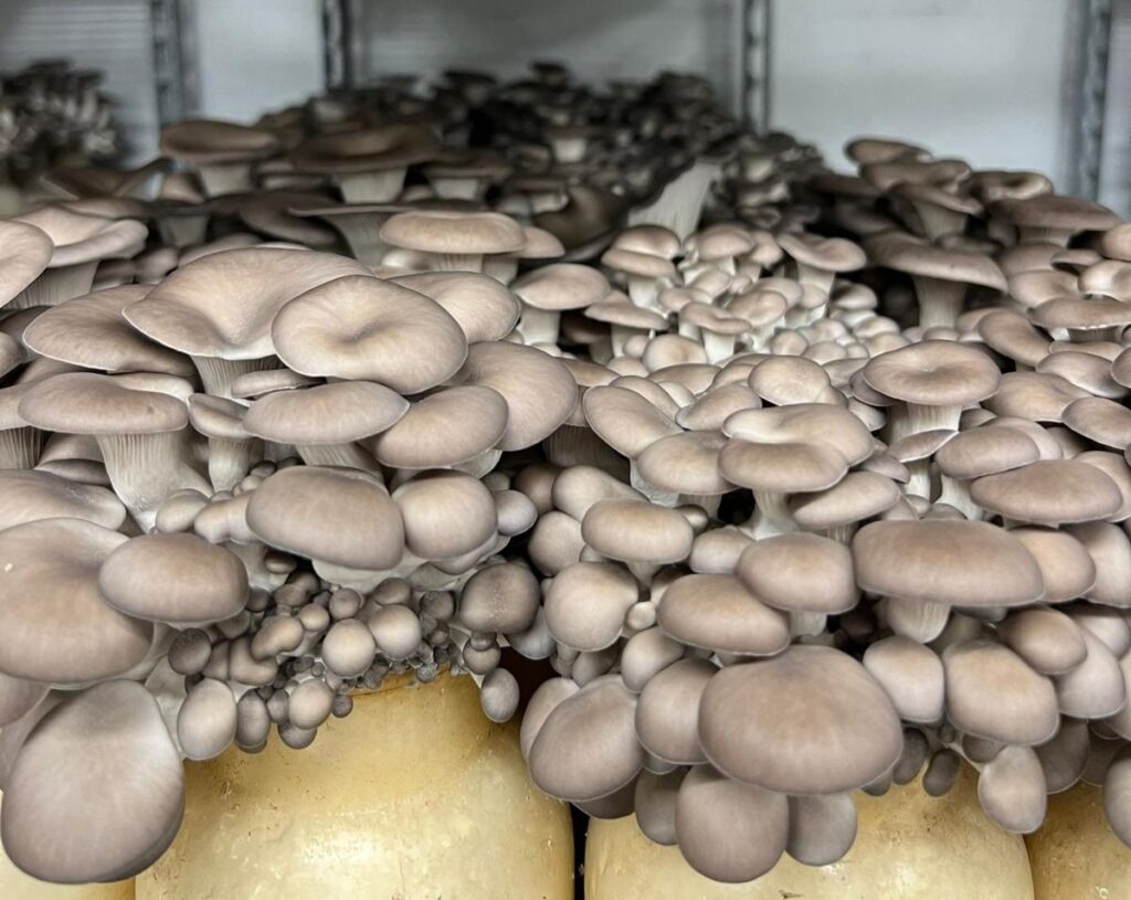 Mushroom culture close up